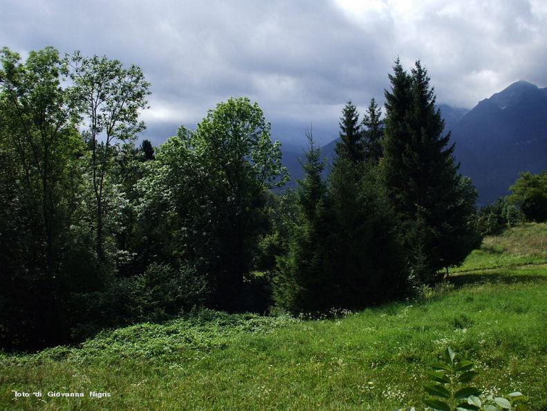 tra il verde a Lauco.JPG